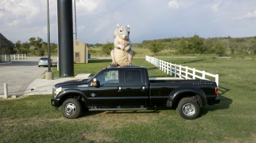 Ms Pearl the Giant Squirrel